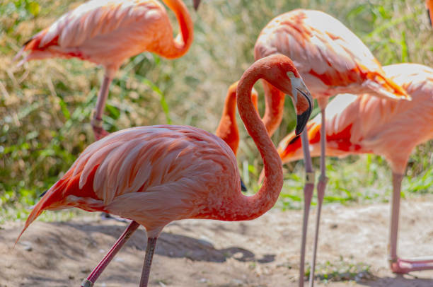 Flamingos in a Group